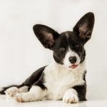 Dog Owners’ Liability Act- Cute black and white dog